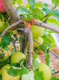 One day ago one piece: The Best Way To Mend Broken Branches In Fruit Trees