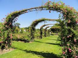 Cannot wait to visit again. Best Time To See Helen S Kaman Rose Garden At Elizabeth Park In Connecticut 2021