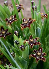 Image result for Ferraria