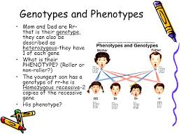 Pedigree Charts A Family History Of A Genetic Condition