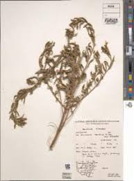 Image result for Oenothera indecora