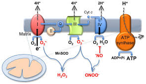 What do mitochondria use to make atp. Atp Biosynthesis And Rons Formation In The Mitochondria Mitochondrial Download Scientific Diagram