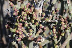 Image result for Euphorbia eylesii