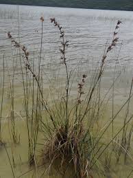 Image result for Fuirena