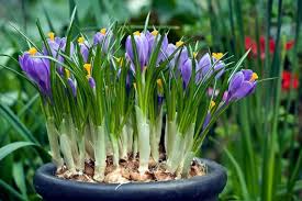 Image result for Commicarpus grandiflorus