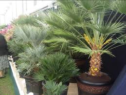 Plante exotique qui s'est bien adaptée à nos climats, le palmier est très répandu. Palmier Resistant Au Gel 4 Belles Varietes Pour Le Nord