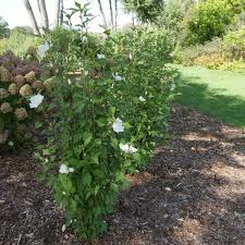 Proven Winners® White Pillar® Rose of Sharon Althea