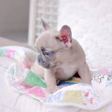 On craigslistt you can search for free craigslists, easily and quickly. French Bulldog Craigslist Classifieds On In All For Sale Pets