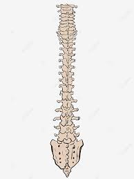 Memahami tulang belakang anda dan bagaimana ia bekerja dapat membantu anda untuk lebih memahami masalah tulang belakang berfungsi untuk menyangga kepala, bahu dan tubuh anda. Gambar Tulang Belakang Struktur Manusia Struktur Badan Manusia Tulang Belakang Serviks Tulang Belakang Png Dan Psd Untuk Muat Turun Percuma