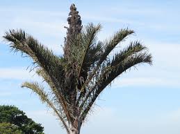 Image result for Raphia australis