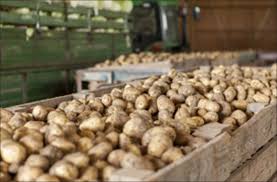 Les pommes de terre sont vendues à 75% en gros sorti du champs. Ferme D Eprunes Production De Pommes De Terre Et Vente A La Ferme 77