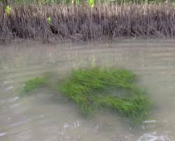 Image result for Zostera capensis