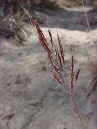 Image result for Bothriochloa bladhii