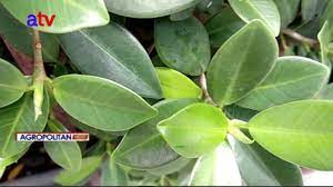 Check spelling or type a new query. Mengenal Pohon Beringin Kimeng Youtube