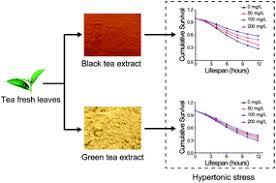 The animals were killed at the age of 7 months. Black Tea Increases Hypertonic Stress Resistance In C Elegans Food Function Rsc Publishing