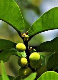 Image result for Artocarpus