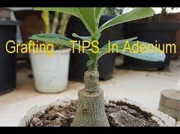 Pin On Garden Plants