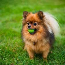 Browse through our breeder's listings. How To Take Care Of A Pomeranian Puppy And Adult