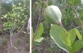 Image result for Neorautanenia ficifolia