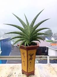 Image result for Sansevieria dooneri