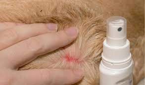 Gentamicin Betamethasone Topical Spray In Veterinary Medicine Facts And Information Petcoach