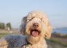 List of Popular Poodle Mix Dog Breeds
