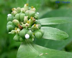 Image result for Euphorbia heterophylla