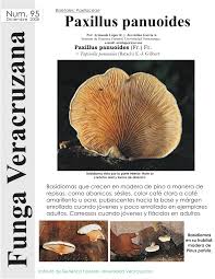 Image result for Paxillus panuoides