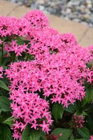 Image result for Pentas schumanniana