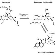 Image result for Intranasal Ciclesonide