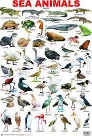 animals sea animals most beautiful animals animals