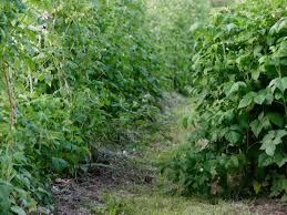 A subreddit for the identification of plants. How To Plant Grow Prune And Harvest Raspberries Harvest To Table