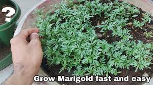 Marigolds are so easy to grow that they're often a child's first garden success. How To Grow Marigold From Seeds Fast And Easy Grow Marigold From Seeds At Home For Free Youtube