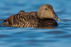 The eider is our largest diving duck. Eiderente Somateria Mollissima Steckbrief Infos Beschreibung Fotos