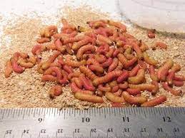 Live Butter Worms For Reptiles Food - Excellent Diet For Chameleons Visit And See More Reptile Food Fish Feed Worms