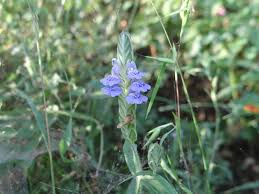 Image result for Rungia