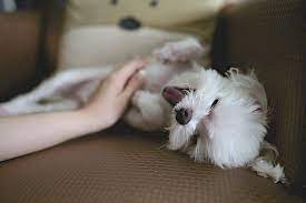 Can Dogs Fall In Love The Dog People By Rover Com