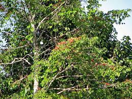 Image result for Symphonia