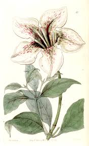 Image result for Rothmannia longiflora