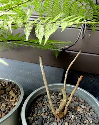 Image result for Bocconia