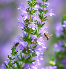 Image result for Satureja