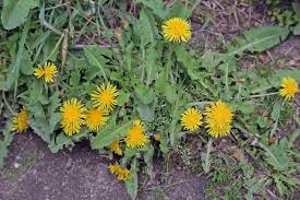 What if these plants, seen as problems to be evicted, are a source of easy beauty in our gardens? Master Gardener Not All Yellow Flowered Weeds Are Dandelions The Daily World