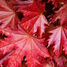 We did not find results for: Acer Platanoides Crimson Sentry Purple Norway Maple Tree