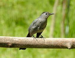 The Gray Catbird The Cat S Meow Of Birds Intobirds