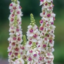 Image result for Viscum shirense