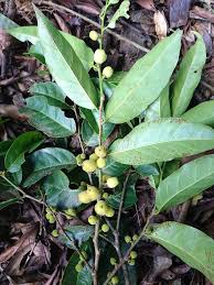 Image result for Chaetocarpus
