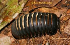 Ulat gonggok jan 12, 2020 at 09:33 pm , malaysia · via mobile. Zoologimy On Twitter Pill Millipede Ni Sejenis Ulat Gonggok Yang Badan Pendek Berbanding Ulat Gonggok Yang Lain With Eleven To Thirteen Body Segments Onlyyy Sejenis Renek Kalau Pill Millipede Seorang Manusia