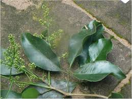 Image result for Toddaliopsis