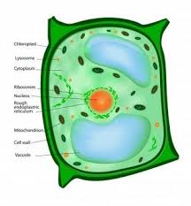 Maybe you would like to learn more about one of these? Plant Cell Structure Parts Of Plant Cell Cell Wall Plant Cell Plant Cell Structure