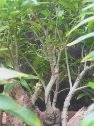 Image result for Jasminum stenolobum